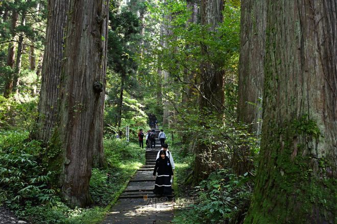 산진고사이덴으로 가는 2446개 계단길. 주변 삼나무는 한 그루 한 그루가 모두 천연기념물이다.