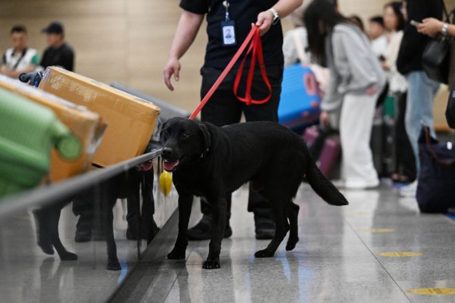 인천공항 여객 수하물 수취대에서 딜론이가수화물을 점검하고 있다.