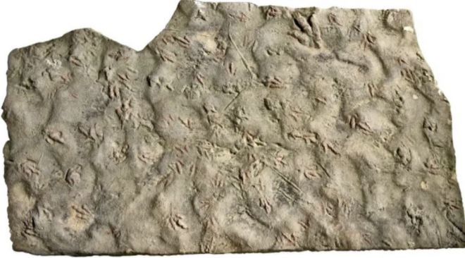 중국 쓰촨성의 한 형제가 집 마당 디딤돌로 사용했던 공룡 발자국 화석. QQ닷컴