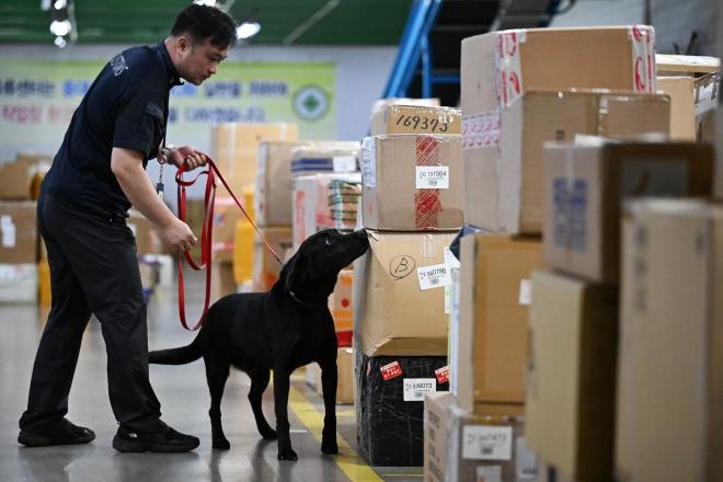 인천공항본부세관 국제우편통관센터에서 박 주무관과 딜론이가 적재된 박스 확인을 하고 있다.