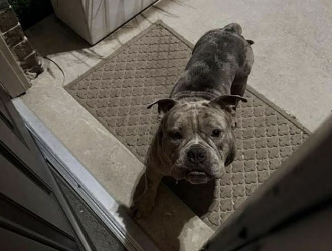 미국의 한 가정집에서 이웃집 개가 문을 두드려 열어줬다가 3살 아들이 얼굴 등을 크게 물리는 사고가 발생했다. 알렉스 카페틸로 페이스북 캡처