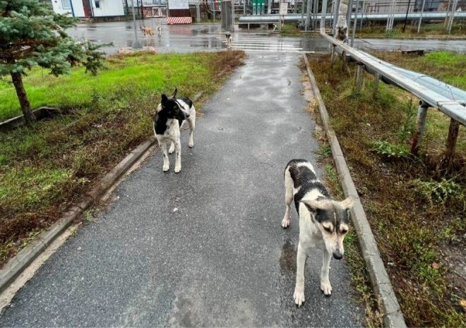 체르노빌 발전소 주위에 사는 개들의 모습. AP 연합뉴스 자료사진