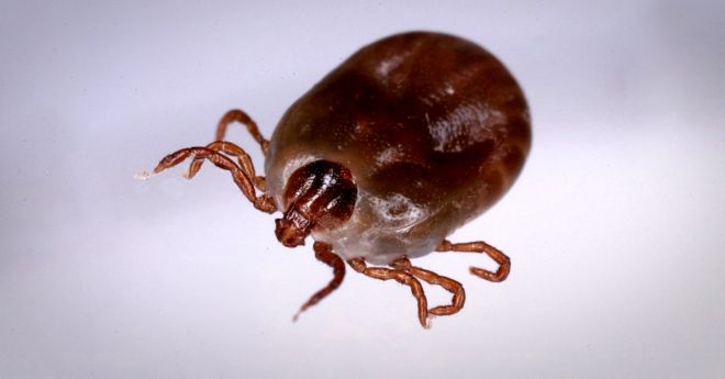 작은소참진드기(Haemaphysalis longicornis). 한국과 중국, 일본 등지에 서식하며 사진은 바이러스를 옮긴 것으로 추정되는 중증열성혈소판감소증후군(SFTS) 발병 원인으로 지목된다. 출처=연합뉴스