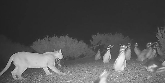 마젤란펭귄을 사냥하는 퓨마 모습. 출처-Serota et al. / Proc B