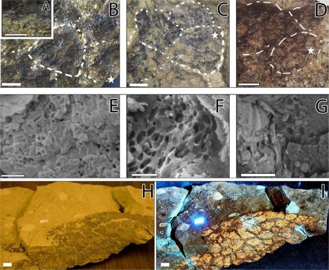 디플로도쿠스의 비늘 화석 및 전자 현미경 사진. Royal Society Open Science (2025). DOI: 10.1098/rsos.251232. https://royalsocietypublishing.org/doi/10.1098/rsos.251232