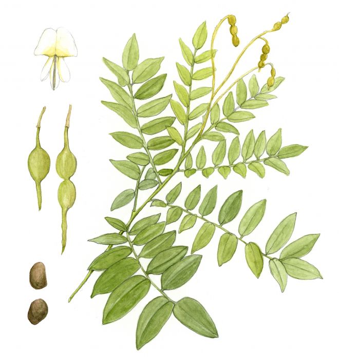 중국 원산으로 우리나라에서 ‘학자수’라 불려온 회화나무. 병충해가 적고 대기 오염에 강하며 빨리 자라 조경수로 널리 심긴다.