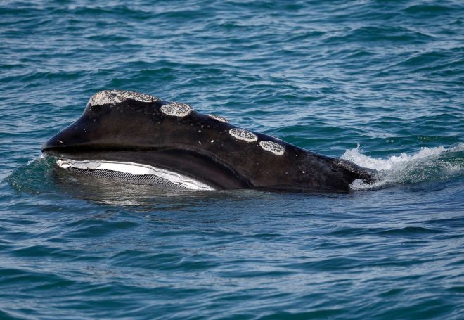 북대서양참고래(North Atlantic right whale) 모습. AP 연합뉴스