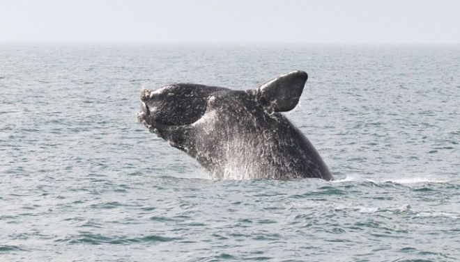 북대서양참고래(North Atlantic right whale). NOAA 제공