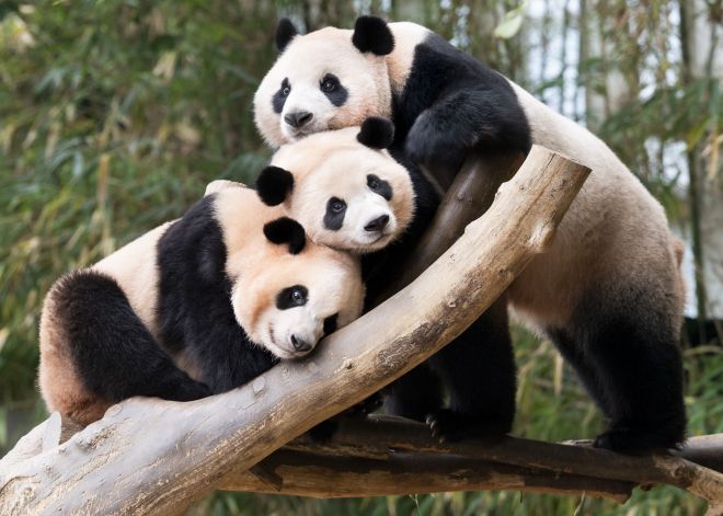 사진 왼쪽부터 루이바오, 후이바오, 아이바오의 모습. 에버랜드 제공.