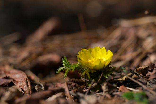 산림청 국립산림과학원 제공
