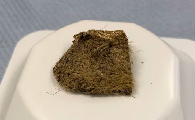 고대 늑대 새끼 위 속에서 발견된 털코뿔소 조각.  Love Dalén 제공