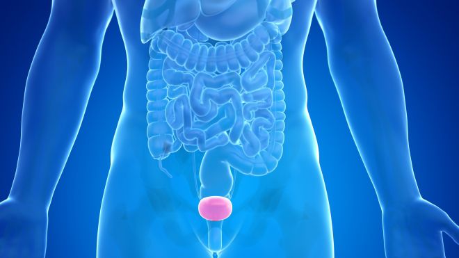 방광 이미지. 123rf