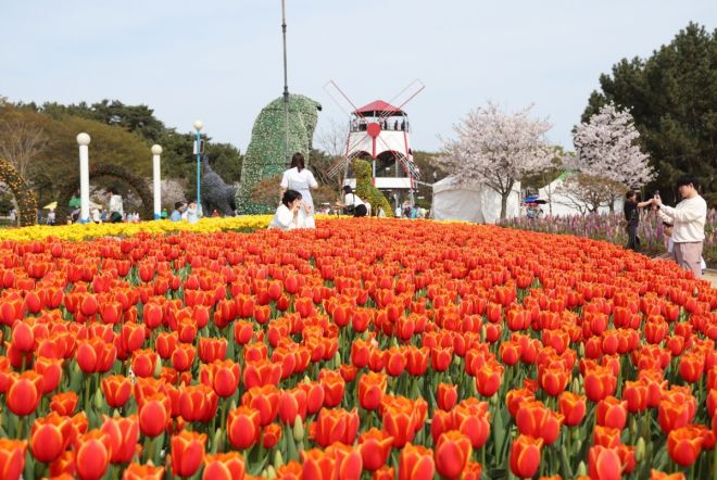 2024년 충남 태안에서 열린 세계튤립꽃박람회에서 형형색색의 튤립이 만개해 방문객들의 발길을 끌고 있다. 태안군 제공