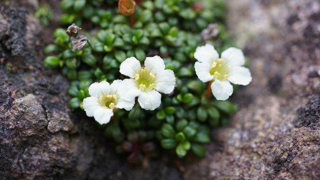 한라산에서 가장 키가 작은 고산식물로 알려진 암매는 한라솜다리와 함께  멸종위기 야생생물 Ⅰ급에 속한다. 이번 학회지에 암매도 함께 소개됐다. 세계유산본부 한라산국립공원 제공