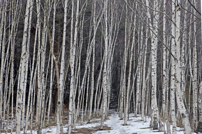 태백산 인근 지지리골 자작나무숲은 율동감 있는 산책 코스가 낭만적인 분위기를 연출한다. 초록뿔언덕 제공