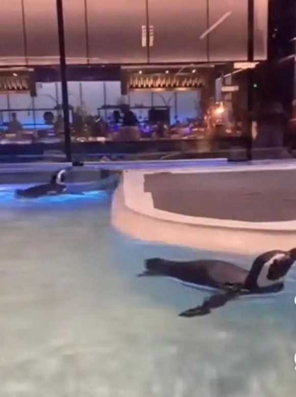 중국의 일반 음식점, 사우나 등의 상업시설에서 손님끌기용으로 야생동물을 사육하고 있어 논란이다. 사진은 라오닝 성의 한 사우나에서 손님 관람용으로 사육 중인 펭귄. 장청망·신황허 캡처