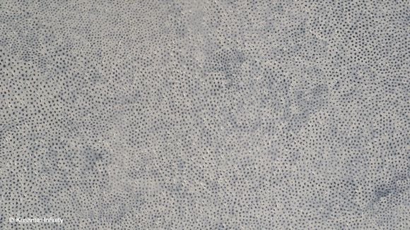 쿠사마 야요이 'Untitled' / 출처=AUD