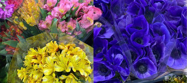 사진=문화뉴스DB / (왼)알스트로메리아, (오)아네모네