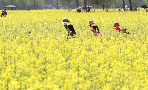 2023년 창녕 유채꽃밭 / 사진=연합뉴스