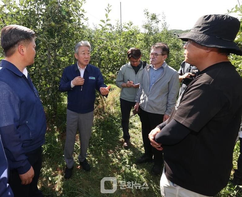 농협중앙회 강호동 회장은 경북 문경 지역의 사과농가를 방문해 폭염으로 인한 일소(햇볕데임) 피해상황을 점검하고, 피해 농업인을 위로했다. / 사진제공=농협중앙회