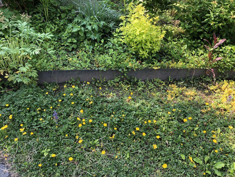 마당에 번져나가는 풀꽃들. 김진해 교수 제공