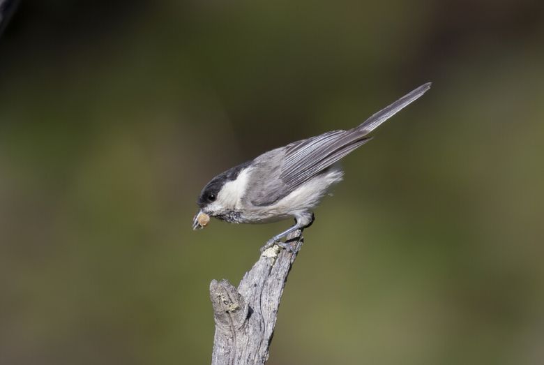 입에 먹이를 문 북방쇠박새가 가까이 날아왔다. 북방쇠박새는 쇠박새보다 머리깃에 광택이 적고, 날개깃 바깥 축에 흰색이 선명하다. 쇠박새보다 가늘고 약간 긴 직선형 부리를 가지고 있다.