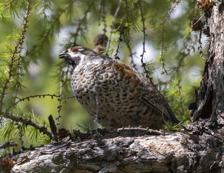 숲이 우거진 산림에서 서식하는 들꿩은 위협을 느낄 때 멀리 달아나지 않고 근처 나뭇가지 위에 날아가 앉는다