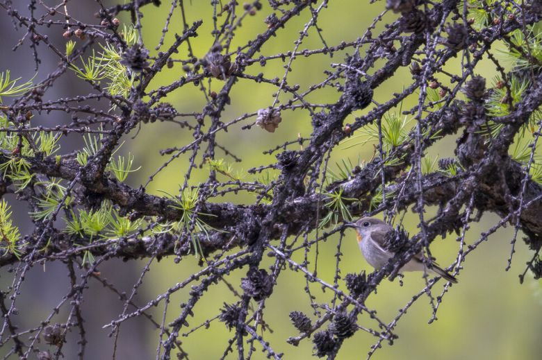 턱 밑이 주황색인 흰꼬리딱새는 한반도를 통과하는 나그네새다.