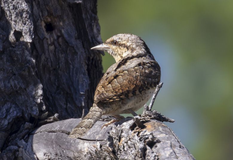 곤충과 거미류를 먹지만 특히 개미를 좋아하는 개미잡이. 경계할 때 목을 좌우로 움직인다.