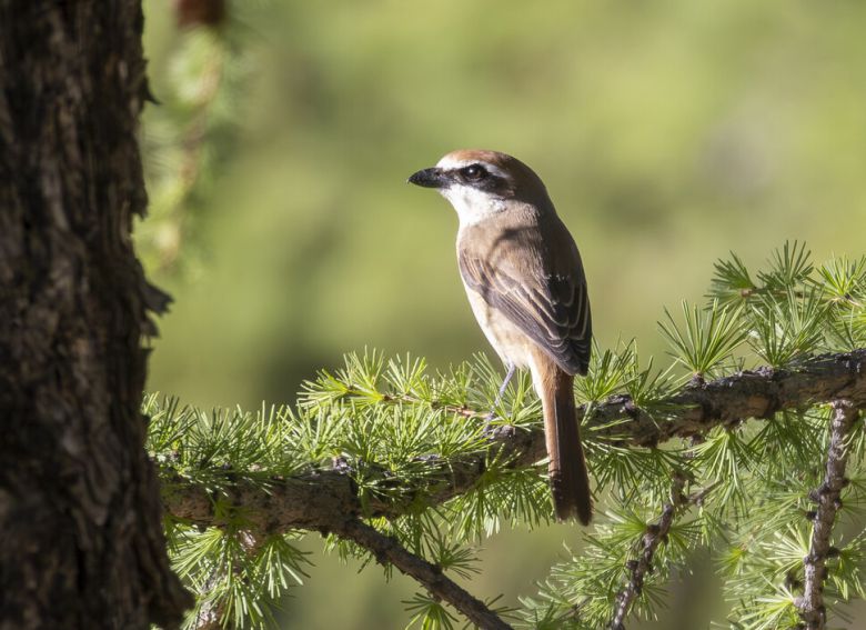 홍때까치(노랑때까치의 아종)의 별명은 도살자. 잡은 먹이를 나뭇가지나 가시에 꽂아 저장하는 습관이 있다.