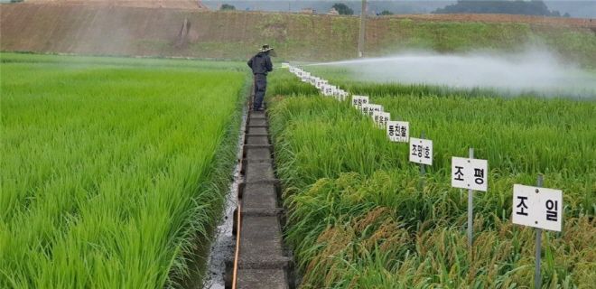 장흥군이 태풍 '바비'에 대해 농작물 사전 관리를 당부했다./사진제공=장흥군.