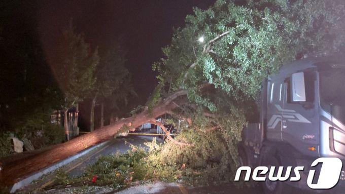 태풍 '바비(BAVI)'가 상륙한 26일 오후 광주 광산구 도천동 한 도로 인근 은행나무가 쓰러져 소방당국과 광산구청 관계자가 피해 현장을 수습하고 있다.(독자 제공) 2020.8.26/사진 = 뉴스 1