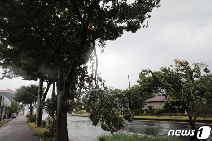 26일 제8호 태풍 '바비'의 영향권에 들어간 제주에서 강풍 피해가  이어지고 있다. 이날 오후 제주시 이도2동 연북로에서 가로수 가지가 꺽여 통행에 방해가 되고 있다./사진=뉴스1