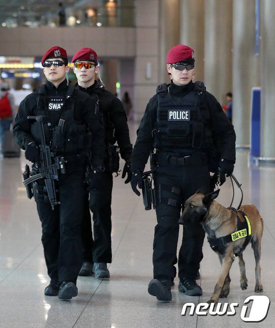 폭발물 탐지견처럼 '코로나19 탐지견' 실험이 이뤄지고 있다/자료사진=뉴스1