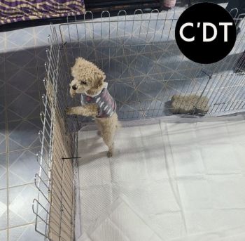 쥐불놀이 학대를 당했던 강아지./사진=동물권혁명 캣치독팀