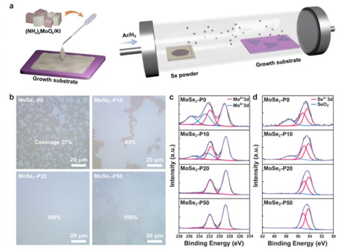 화학 기상 증착(CVD) 방법을 통한 몰리브데넘 다이셀레나이드 합성. (a) 촉진제를 포함한 액상 전구체 기반 화학 기상 증착 방법 모식도. 촉진제 농도에 따른 몰리브데넘 다이셀레나이드의 (b) 광학 이미지 및 (c, d) XPS 분석. /자료=UNIST