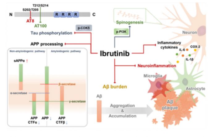 이브루티닙의 알츠하이머병 병인조절 기전. /자료=한국뇌연구원