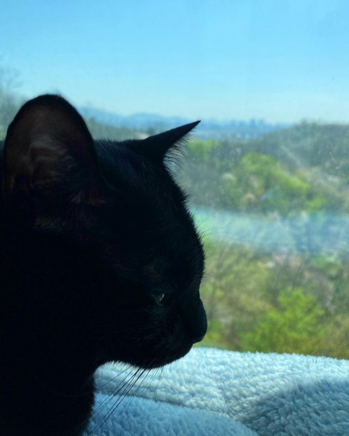 8일 박수홍이 공개한 반려묘 다홍이의 모습/사진=박수홍이 운영하는 반려묘 다홍이 인스타그램