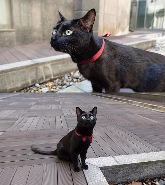 방송인 박수홍의 반려묘 다홍이/사진=유튜브 채널 '검은고양이 다홍' 영상 캡처