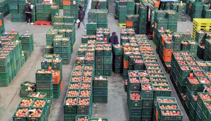 [안동=뉴시스] 이무열 기자 = 24일 오후 경북 안동시 풍산읍 농산물도매시장 관계자들이 경매를 앞두고 저장고에서 나온 사과를 선별하고 있다. 햇사과가 나올 때까지 약 10개월간 신선도를 유지해 보관할 수 있는 사과는 과일이 귀한 겨울에 즐겨도 좋답니다. 2021.02.24. lmy@newsis.com