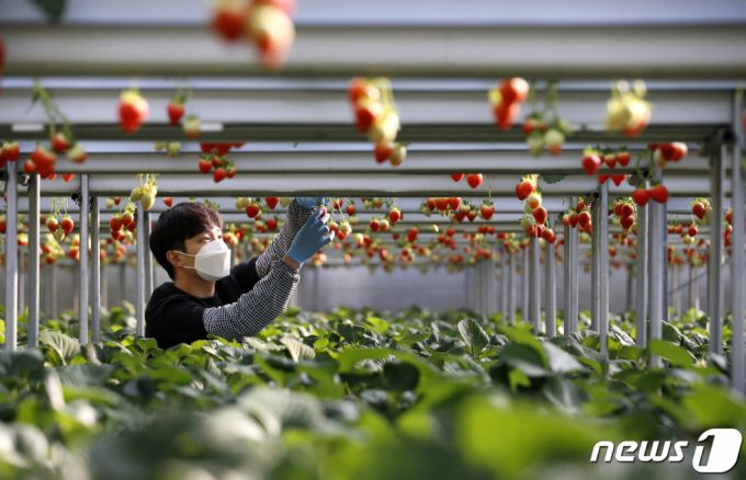 (서울=뉴스1) = 25일 전라북도 임실군 오수면의 한 딸기 농가에서 관계자들이 딸기 수확을 돕고 있다.  임실군의 새로운 주력 농산물로 주목받고 있는 ‘임실 N딸기’는 11월에서 이듬해 6월까지 출하가 이루어져 긴 생산기간을 가지고 있다. (임실군청 제공) 2021.1.25/뉴스1