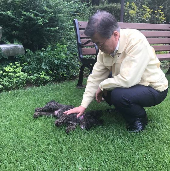 문재인 대통령과 반려견 토리