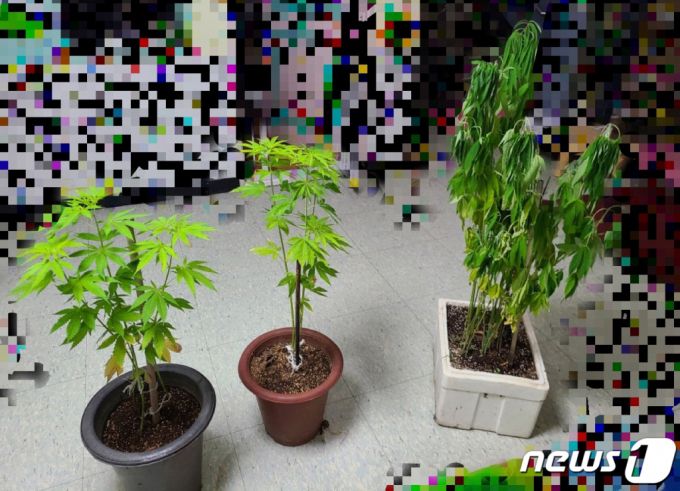 (서울=뉴스1) = 해양경찰청은 공유수면인 해안가 습지와 어린이집 등에서 대마를 재배 및 흡연해 온 일당을 검거혔다고 2일 밝혔다.해양경찰은 습지생태공원 갯벌과 인접한 공유수면, 영유아 보육기관인 어린이집 안에서 대마를 재배하고, 상습적으로 대마를 흡연한 A씨(50대) 등 5명을 마약류 관리에 관한 법률 위반 혐의로 구속 송치, 또 대마를 상습적으로 흡연하고 매매행위를 한 B씨(40대) 등 14명을 같은 혐의로 검거했다. 사진은 검거된 일당이 어린이집에서 재배한 대마. (해양경찰청 제공) 2021.8.2/뉴스1