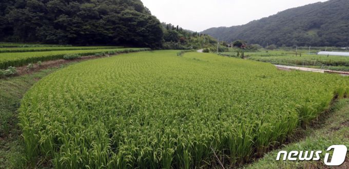 (세종=뉴스1) 장수영 기자 = 26일 세종시 전의면 신방리에 위치한 윤희숙 국민의힘 의원 부친의 농지.   윤 의원의 부친은 지난 2016년 5월 이 일대 농지 3300여평을 8억원에 구입했으며 현재 호가로 약 18억원까지 뛴 것으로 알려졌다. 2021.8.26/뉴스1