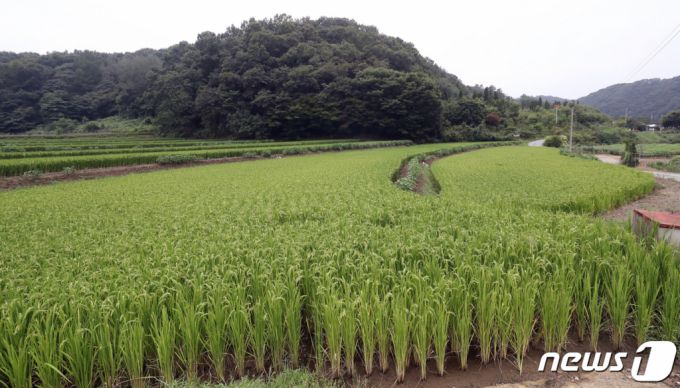 (세종=뉴스1) 장수영 기자 = 26일 세종시 전의면 신방리에 위치한 윤희숙 국민의힘 의원 부친의 농지.   윤 의원의 부친은 지난 2016년 5월 이 일대 농지 3300여평을 8억원에 구입했으며 현재 호가로 약 18억원까지 뛴 것으로 알려졌다. 2021.8.26/뉴스1