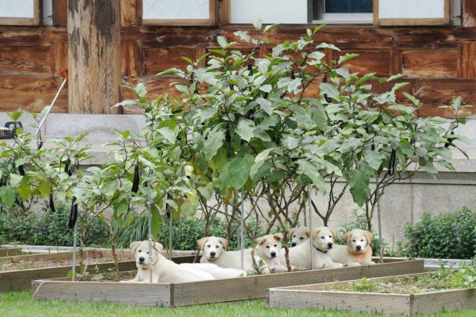 [서울=뉴시스] 전진환 기자 = 문재인 대통령은 1일 사회관계망서비스(SNS) 계정을 통해 석달 전 ''마루'와 '곰이' 사이에서 태어난 풍산개 새끼 7마리가 모두 튼튼하게 자랐습니다.  많은 분들이 보내주신 의견에 따라 이름을 '아름, '다운', '강산', '봄', '여름', '가을', '겨울'로 지었습니다.','가장 귀엽고 활발할 때입니다.'라며 '이번에도 희망하는 지자체들이 있다면 두 마리씩 분양하겠습니다'라고 밝혔다. 사진은 문재인 대통령과 김정숙 여사가 29일 관저 앞 마당에서 풍산개들과 시간을 보내고 있다.  (사진=문재인 대통령 SNS캡처) 2021.08.24. photo@newsis.com  *재판매 및 DB 금지