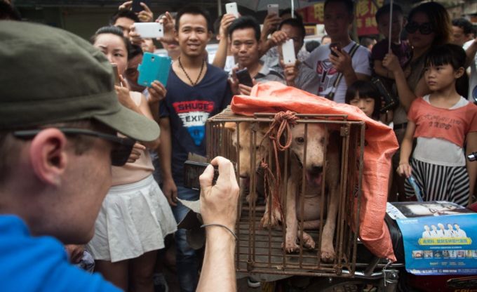 2015년 6월 중국 광시성 위린시에서 열린 개고기 축제에서 한 남성이 식용 목적으로 판매되는 우리에 갇힌 개의 사진을 찍고 있다.  /사진=AFP