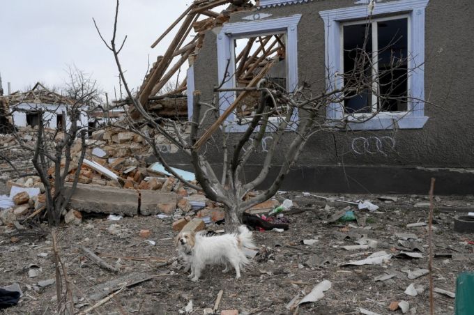 우크라이나 오데사 인근 한 마을이 러시아군의 포격으로 폐허가 된 가운데 주인을 잃은 개 한마리가 거리를 떠돌고 있다./사진=AFP