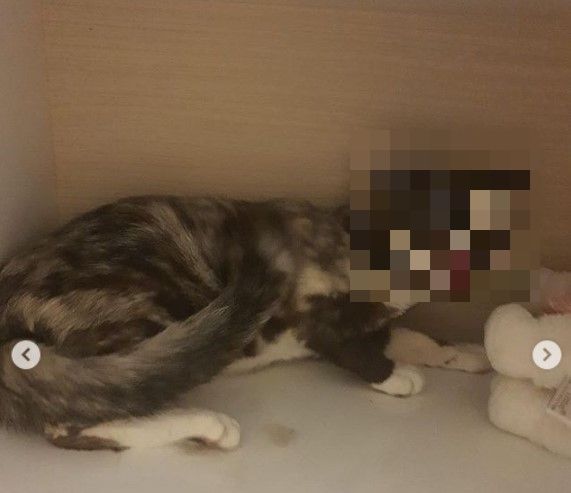 텔레그램 자료방에 올라왔던 고양이 학대 사진. 흉기로 귀가 잘리고 고통스런 표정을 짓고 있었다./사진제공=학대범 추적단체 '팀캣'
