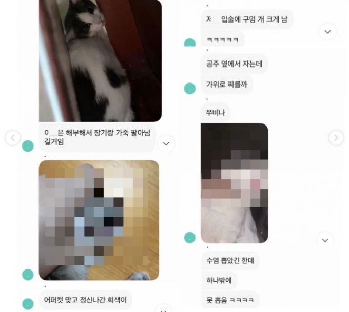 지난 4월 익명성 강한 채팅앱 '세션' 대화방에 올라온 글. 닉네임 '.'는 자신이 기르는 고양이 세 마리의 목을 조르고 배를 때리는 사진과 영상을 올렸다. 캣맘과 사설 탐정이 추적한 결과 '.'은 경기도 시흥시에 사는 여고생이었다./사진제공=학대범 추적단체 '팀캣'